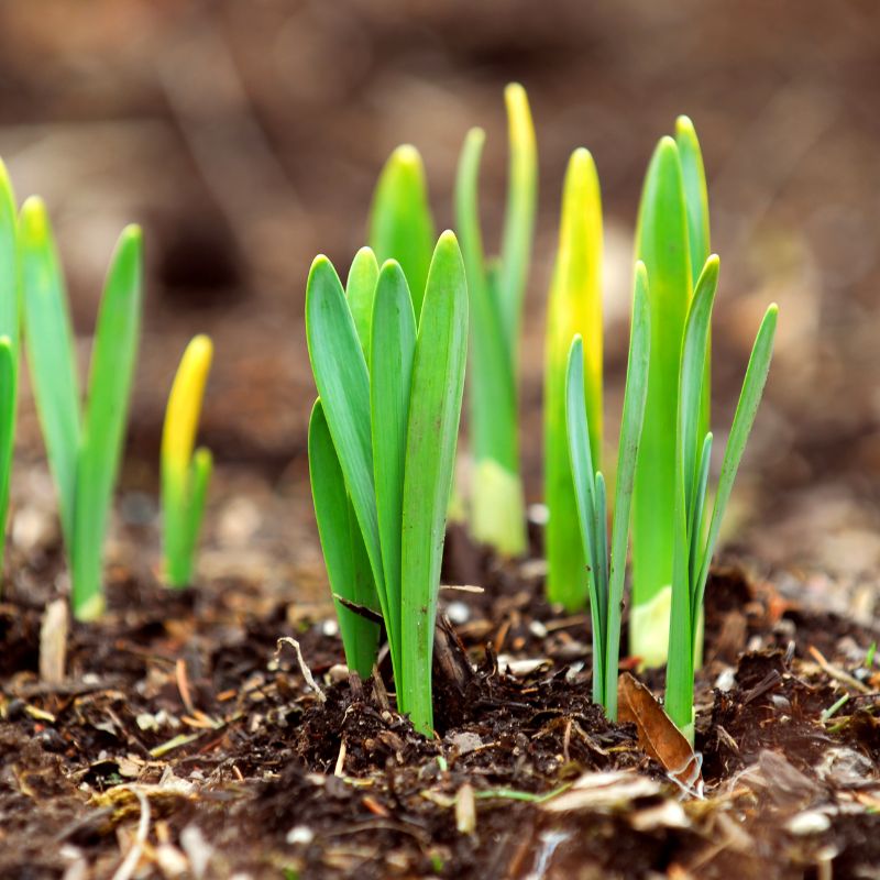 Healing Through Surrender with Michelle Robinson AumAtHome.ca